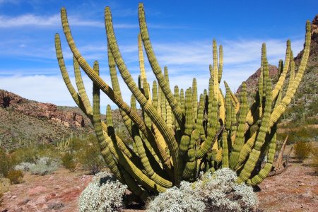 De cactus waar Orchan Pipe naar vernoemt is